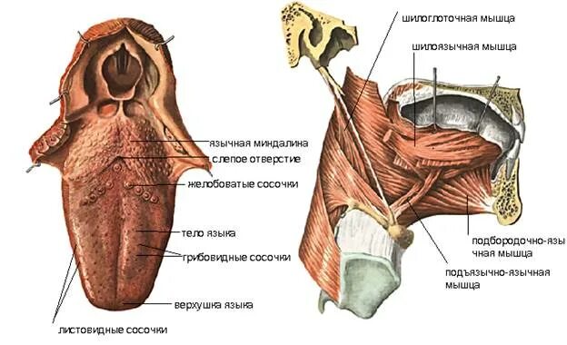 Мышцы языка латынь. Собственные и скелетные мышцы языка. верхняя продольная мышца языка анатомия.