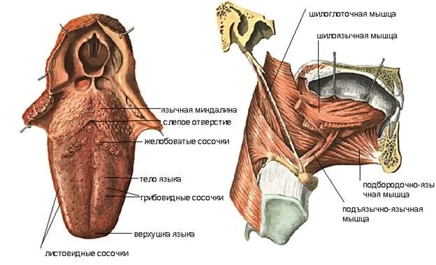 Язык самая сильная. Скелетные мышцы языка анатомия. Собственные и скелетные мышцы языка. Язык анатомия строение сбоку. Верхняя продольная мышца языка.