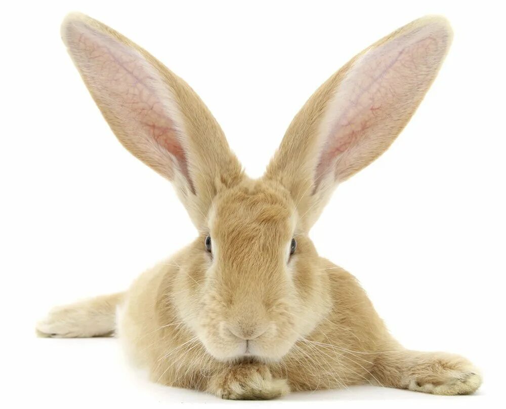 Ушастый кролик. Уши зайца. Длинноухий заяц. Уши кролика.