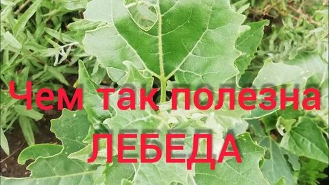 Лебеда слушать