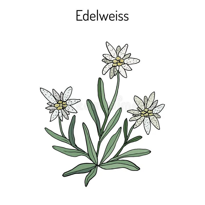 Какой тип питания характерен для эдельвейса. Эдельвейс. Эдельвейс цветок. Эдельвейс цветок рисунок. Эдельвейс эскиз.