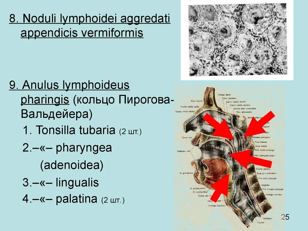 Ostium pharyngeum tubae auditivae. Кольцо Пирогова Вальдейера. Лимфоэпителиальное кольцо Пирогова-Вальдейера.