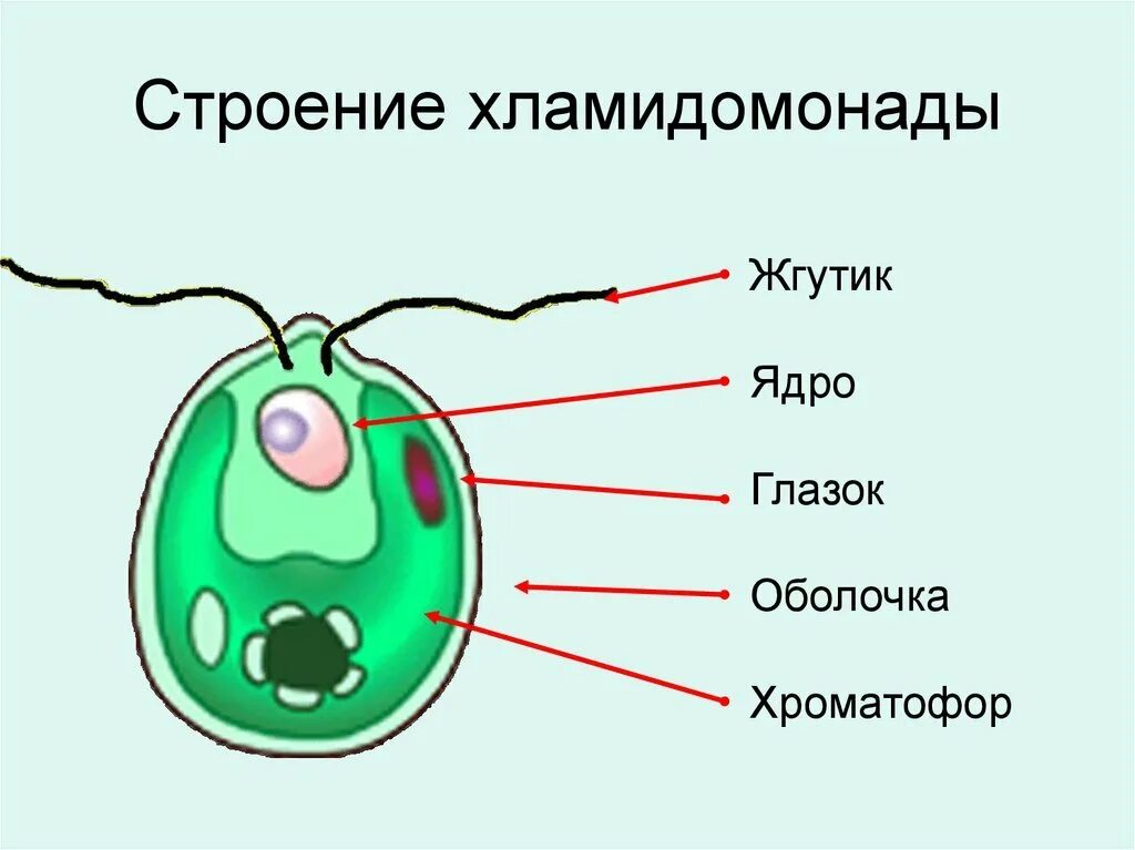 Хламидомонада рисунок