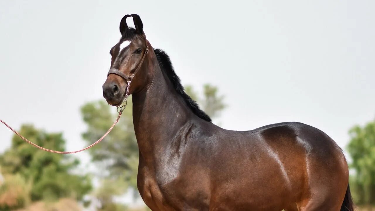 Indian horse. Лошади породы марвари. Пегий марвари. Марвари гнедая. Лошади Индии марвари.