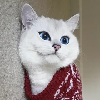 Котики с красивыми глазами