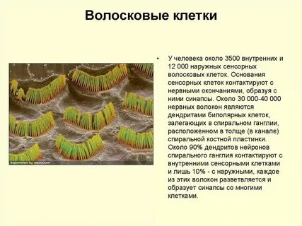 Волосковые клетки функции
