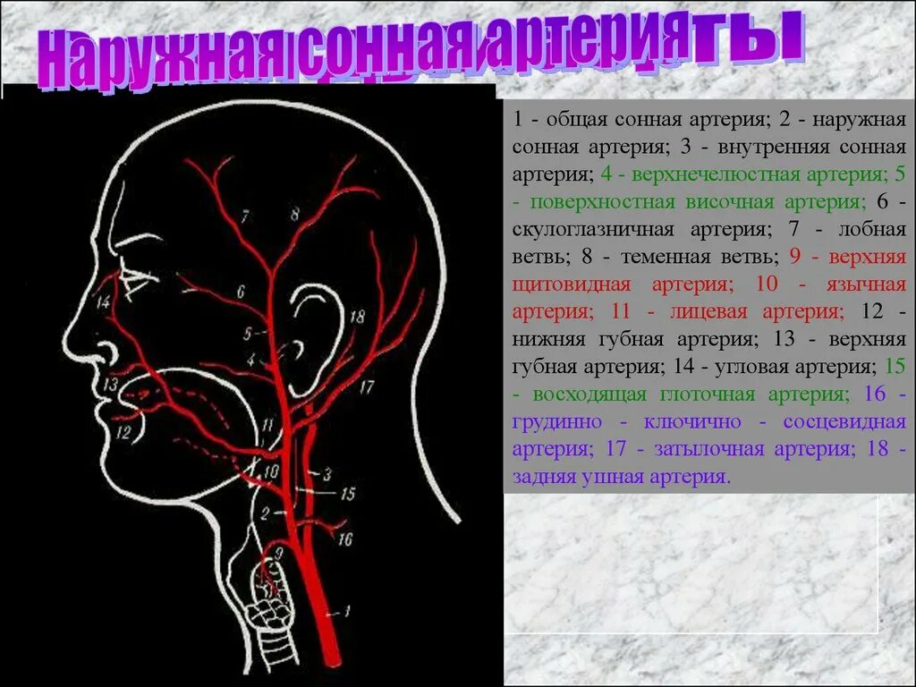 Статья артерия жизни по дну чего