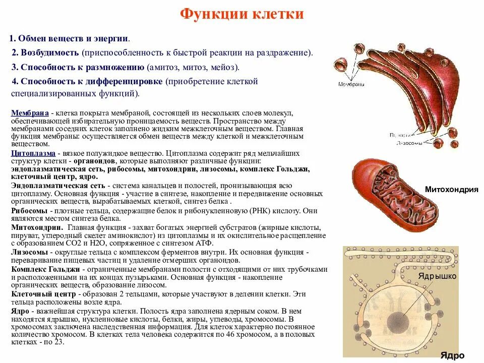 Какова функция органоидов. Органоиды оболочки. Клетка строение органеллы клетки и их функции. Органоиды клетки строение функции 2 мембранных органоидов. Строение состав и функции основных органелл клетки.