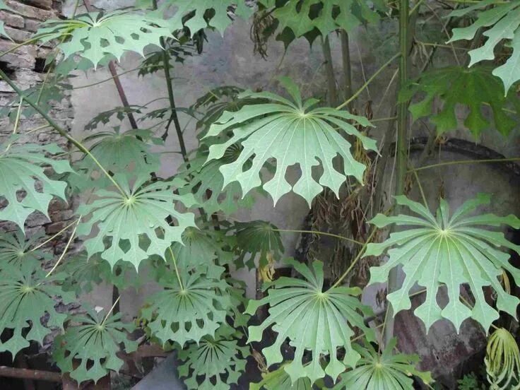 Fatsia japonica &#39;Variegata&#39; Variegated plants, Fatsia japonica, Garden b