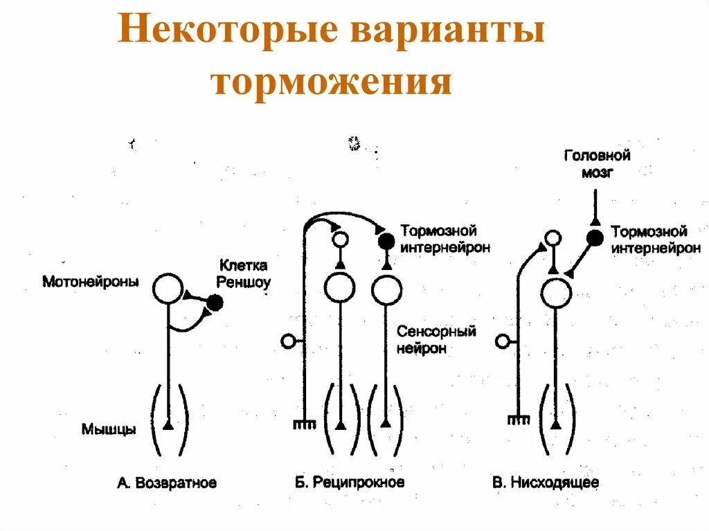 Реципрокное торможение схема. Схема реципрокного торможения механизм. Схема возвратного торможения физиология. Схемы реципрокного и возвратного торможения. Возвратное торможение