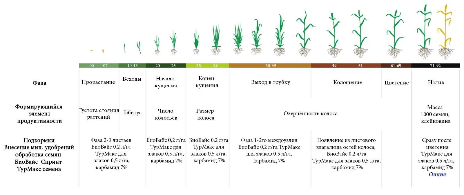 Через сколько лет начинает цвести. Фазы роста Яровой пшеницы таблица. Фазы развития Яровой пшеницы. Озимая пшеница схема прорастания семян. Фаза кущения Яровой пшеницы сроки.