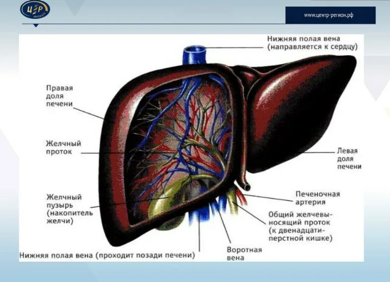 Печень у ребенка 2 года