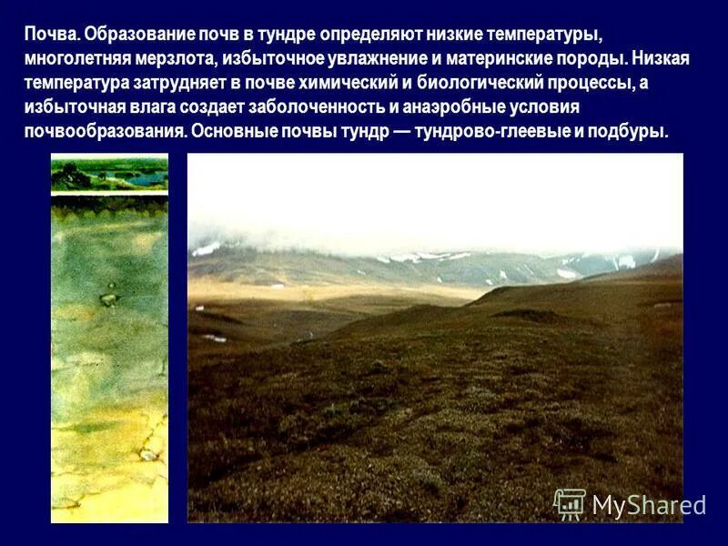 Избыточное увлажнение тундры связано в первую очередь. Почвы тундры. избыточное увлажнение тундры.