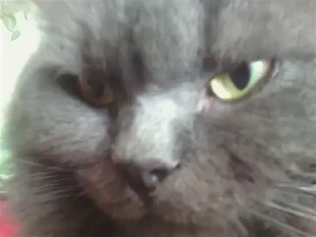 Кот димон. Кот димон