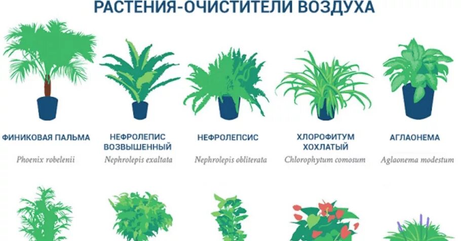 Комнатные растения фикус хлорофитум. Комнатные растения для очистки воздуха. Комнатные растения для очищения воздуха в квартире. Домашние цветы которые очищают воздух. Растения которые разрушают