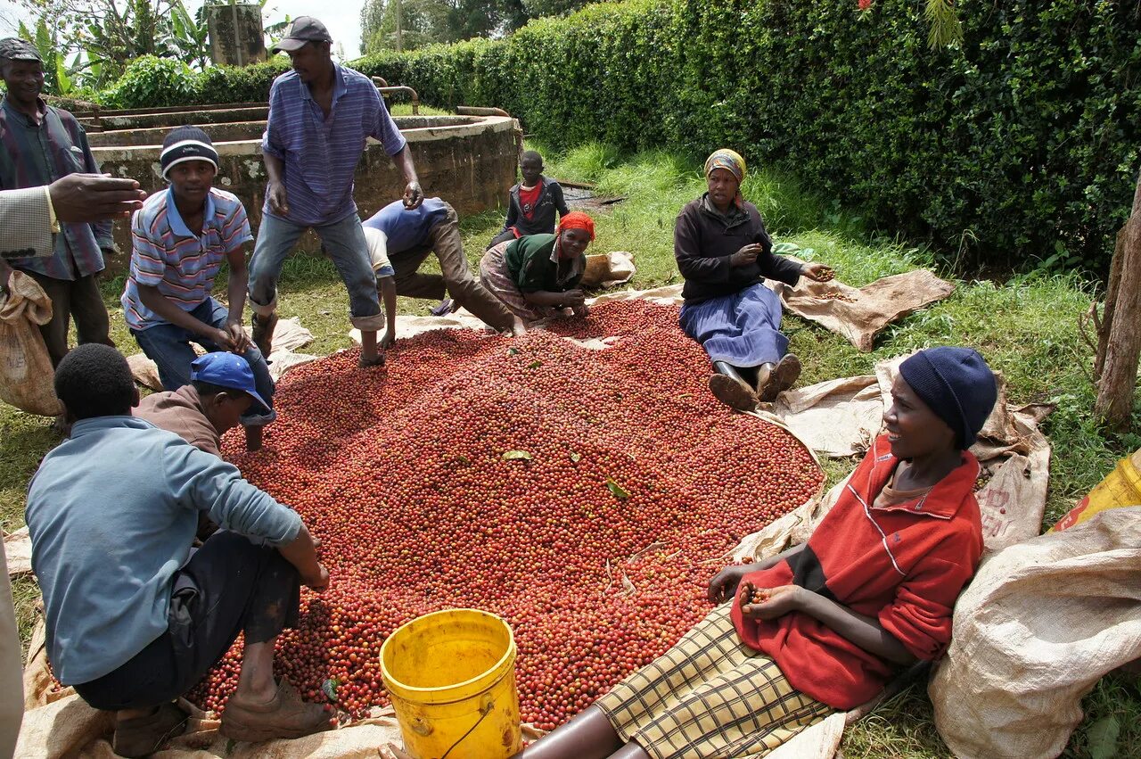 Кения плантации кофе. Кофейные плантации в Кении. Плантация кофе Kenya. Кения сельское хозяйство.