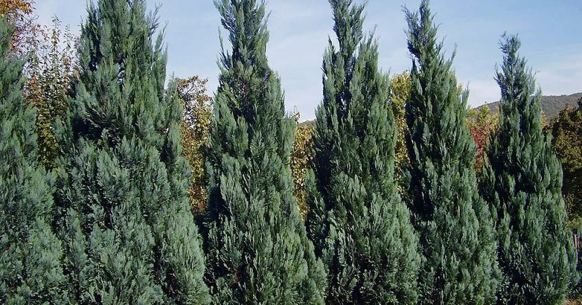 Кипарисовик лавсона крона. Кипарисовик колумнарис. Кипарисовик лавсона стардаст. Кипарис колумнарис. Сосна горная колумнарис.