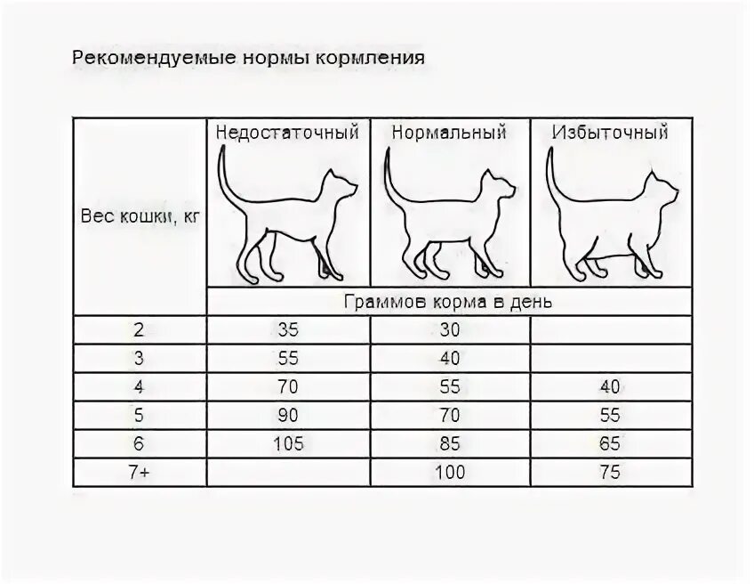 Норма сухого корма для котят 5 месяцев. Сколько раз нужно кормить кота. Сколько надо кормить кошку в день. Норма еды для котенка 4 месяца. Сколько раз в взрослая кошка