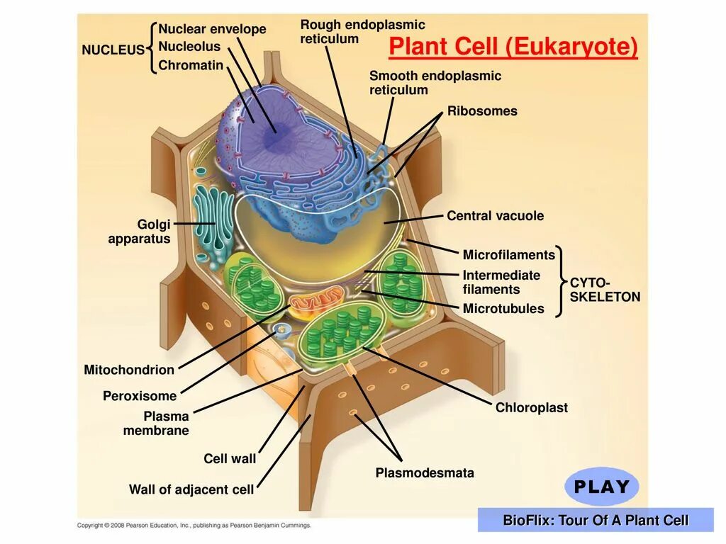 Плазмодесмы мембраны клеточная стенка. Клетка растения. Структурная организация растительной клетки. Ядерная мембрана в растительной клетке. Клеточная стенка окраска