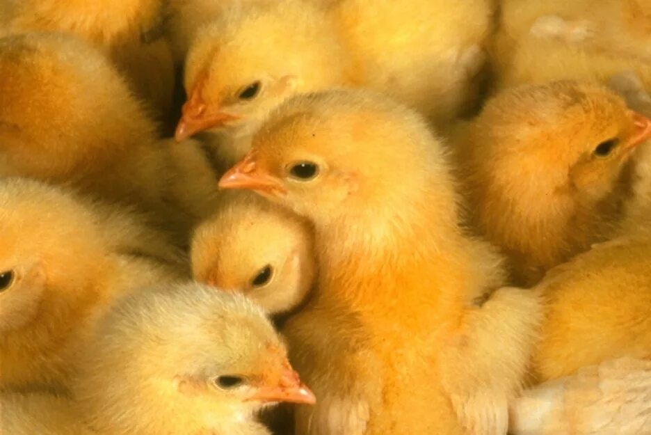 Где купить цыплят кур. Цыплята Ломан Браун. Молодняк птицы. Молодняк кур. Цыплята Молодняк.