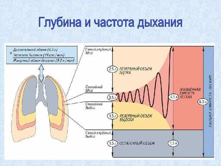 Функциональное деление общей емкости легких. Глубина дыхания. Общая емкость легких схема. Частота и глубина дыхания.