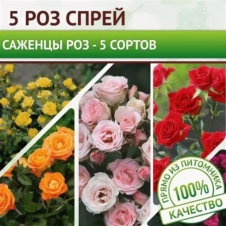 Розы по акции саженцы. Акция саженцы розы. Акция саженцы розы. Саженцы роз в дикси. Скидка на розы.