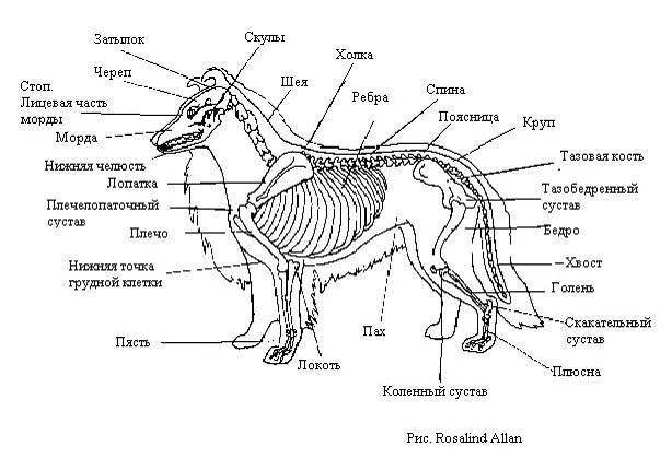 Polidex gelabon plus 300 таб гелабон плюс. Витамины с глюкозамином и хондроитином для суставов для собак. Суставы щенков. Суставы щенков. Дисплазия тазобедренных суставов у лабрадоров.