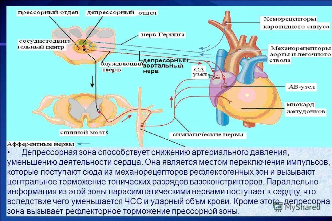 Центр регуляции кровообращения. Центр кровообращения физиология. Схема регуляции сердечной деятельности. Рефлекторная регуляция деятельности сердца и сосудов.