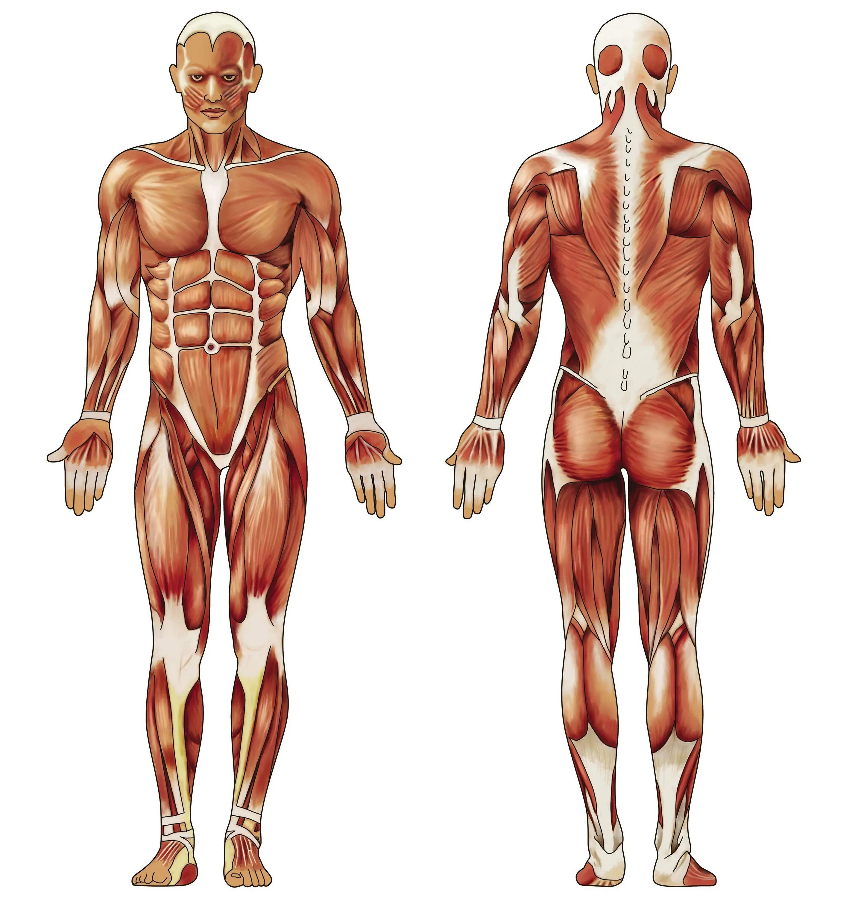 Мышцы орган человека. Мышечная система человека. Мышцы человека спереди и сзади. Мышцы туловища спереди и сзади. Мышцы тела человека анатомия.