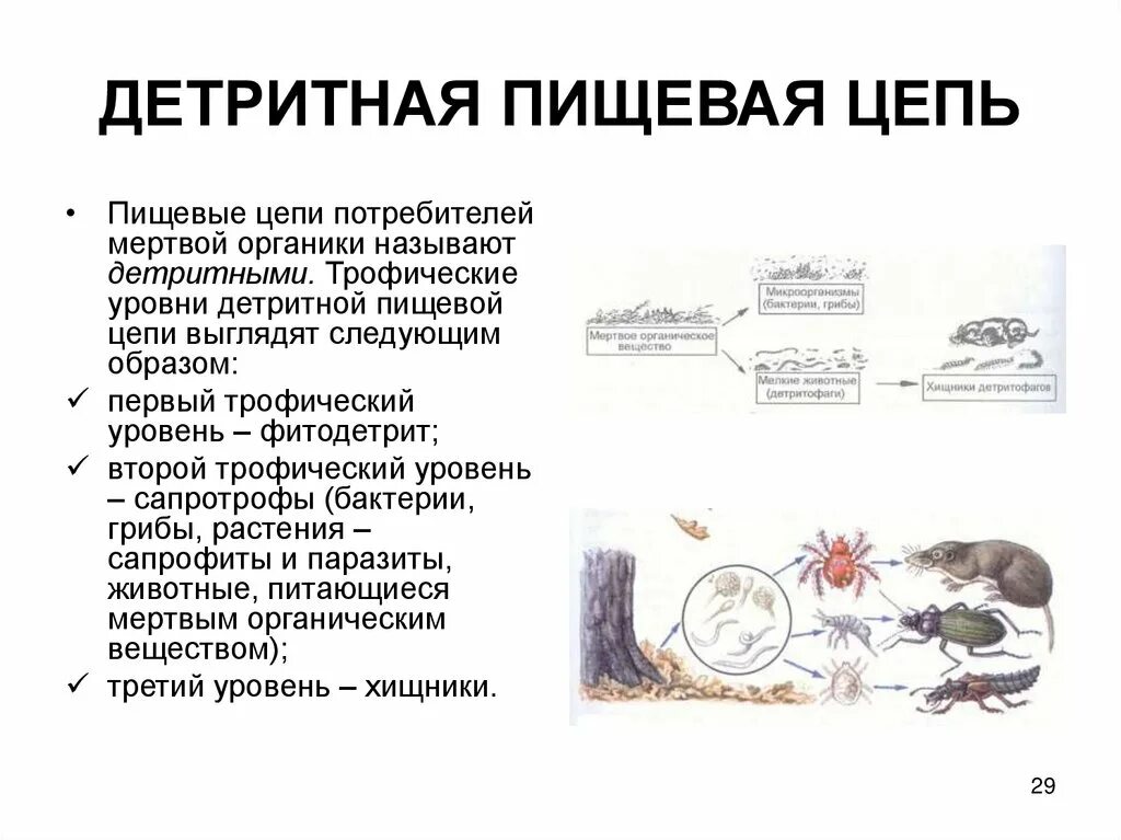 Детритная цепь питания озера. Пищевая сеть из 3 пищевых цепей. Схема круговорота веществ в сообществе водоема. Детритная цепь питания озера. Детритная цепь питания озера.