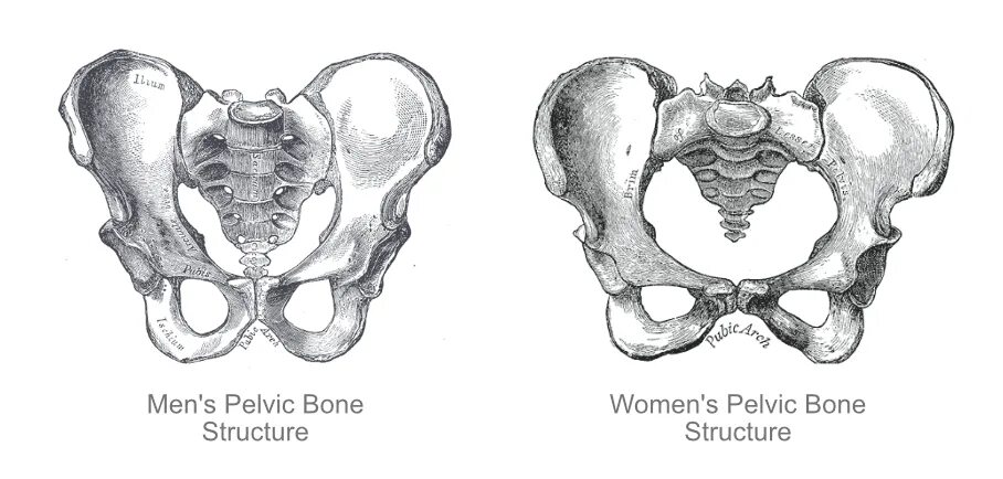 Крестец таза женский таз. Кости таза анатомия мужчины и женщины. Кости таза анатомия рентген. Тазовая кость схематически. Мужской и женский скелет