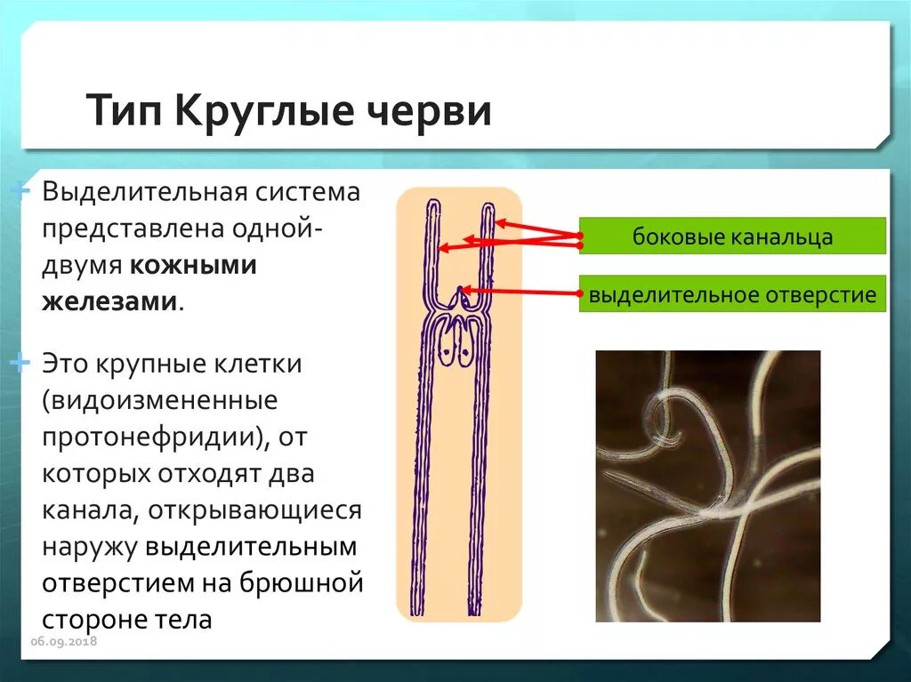 Круглые черви протонефридии. Выделительная система круглых червей 7 класс. Выделительная система круглых червей метанефридии. Выделительная система нематод.