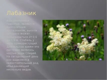 Таволга польза