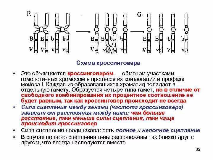 Схема кроссинговера биология. Схема распределения генов при кроссинговере. Схема конъюгации и кроссинговера. Схема взаимного расположения генов в хромосоме составляющих одну.