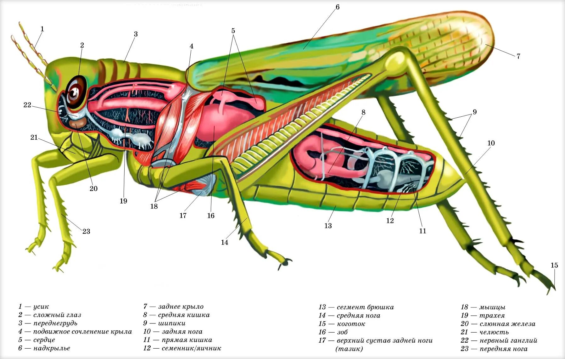 Выделительная система кузнечика. Внутреннее строение саранчи. Строение прямокрылых насекомых Саранча. Пищеварительная система кузнечика. Насекомое работающая на органы