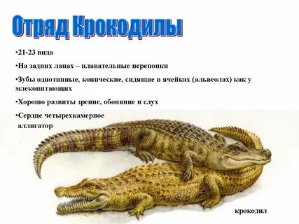 Крокодил таблица
