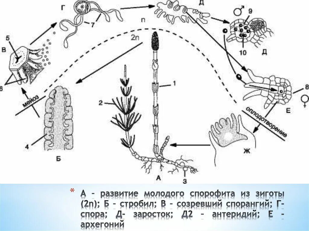 Что является спорофитом у водорослей. Жизненный цикл хвоща полевого схема. Цикл развития хвоща схема. Размножение хвоща полевого схема. Отдел Хвощевидные цикл развития хвоща полевого.