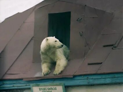 Медведь живущий дома