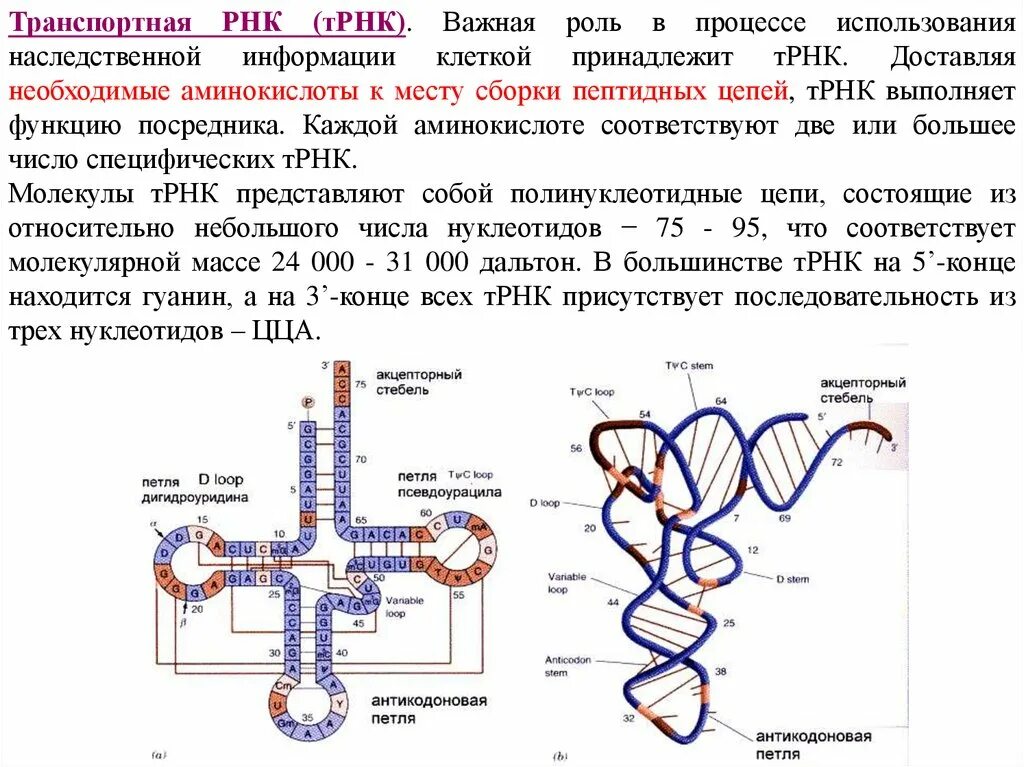 Структура и функции ТРНК. Транспортная РНК строение и функции. Функции петель ТРНК. ТРНК строение и функции.