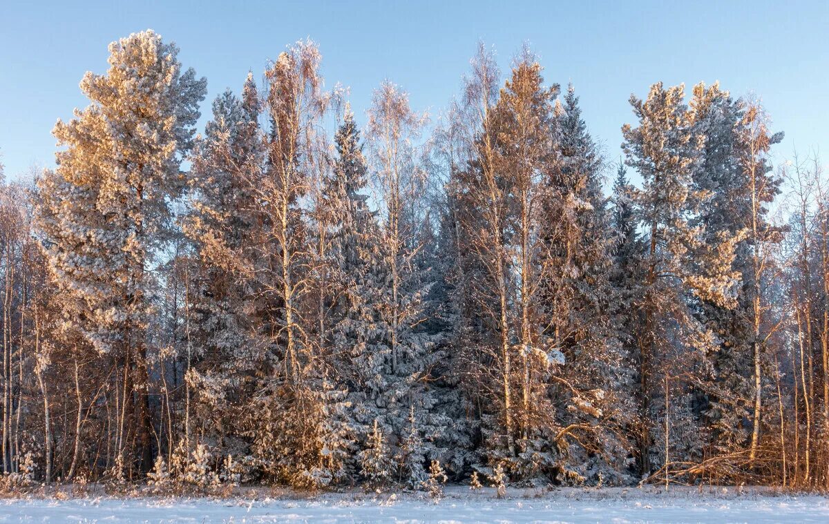 Лес Пермского края. П Лесной Пермский край. Зимний лес Пермский край. Пермский лес зимой. Хвойная родина