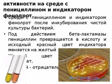 Определение чистой культуры