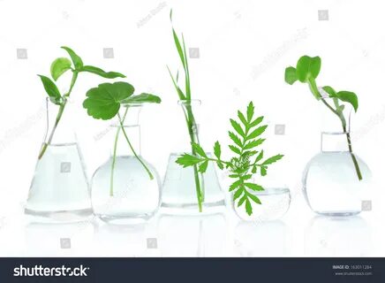 Tube plant