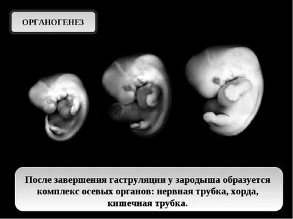 Участвует в образовании зародыша