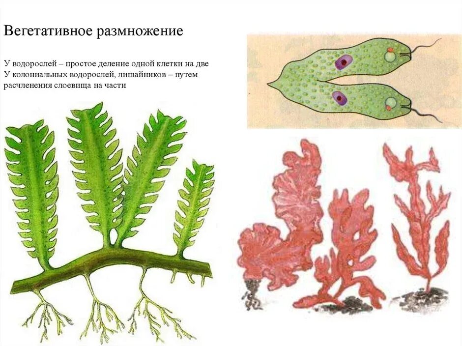 Водоросли строение и размножение. Бесполое размножение бурых водорослей. Бесполое вегетативное размножение водорослей. Размножается ламинария вегетативно. Вегетативное размножение многоклеточных растений.