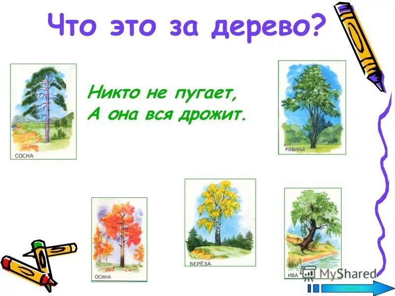 Угадай ответ дерево. Загадки про окружающий мир. Загадка в белом сарафане встала на Поляне. Отгадай загадки белом сарафане.