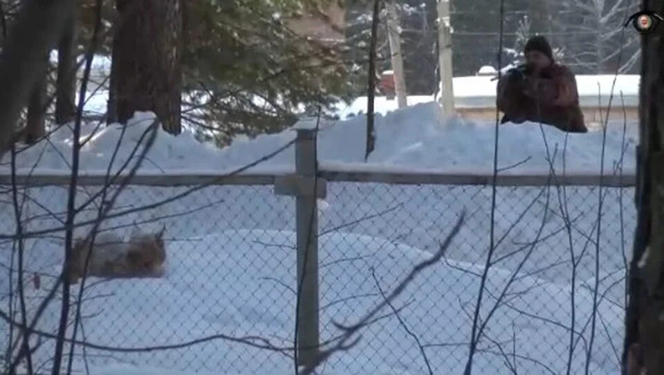 Меткий выстрел дзен. Рысь в Добрянке видео. Рысь в Пермском крае новости от 5 декабря. На БАЭС замечена Рысь.