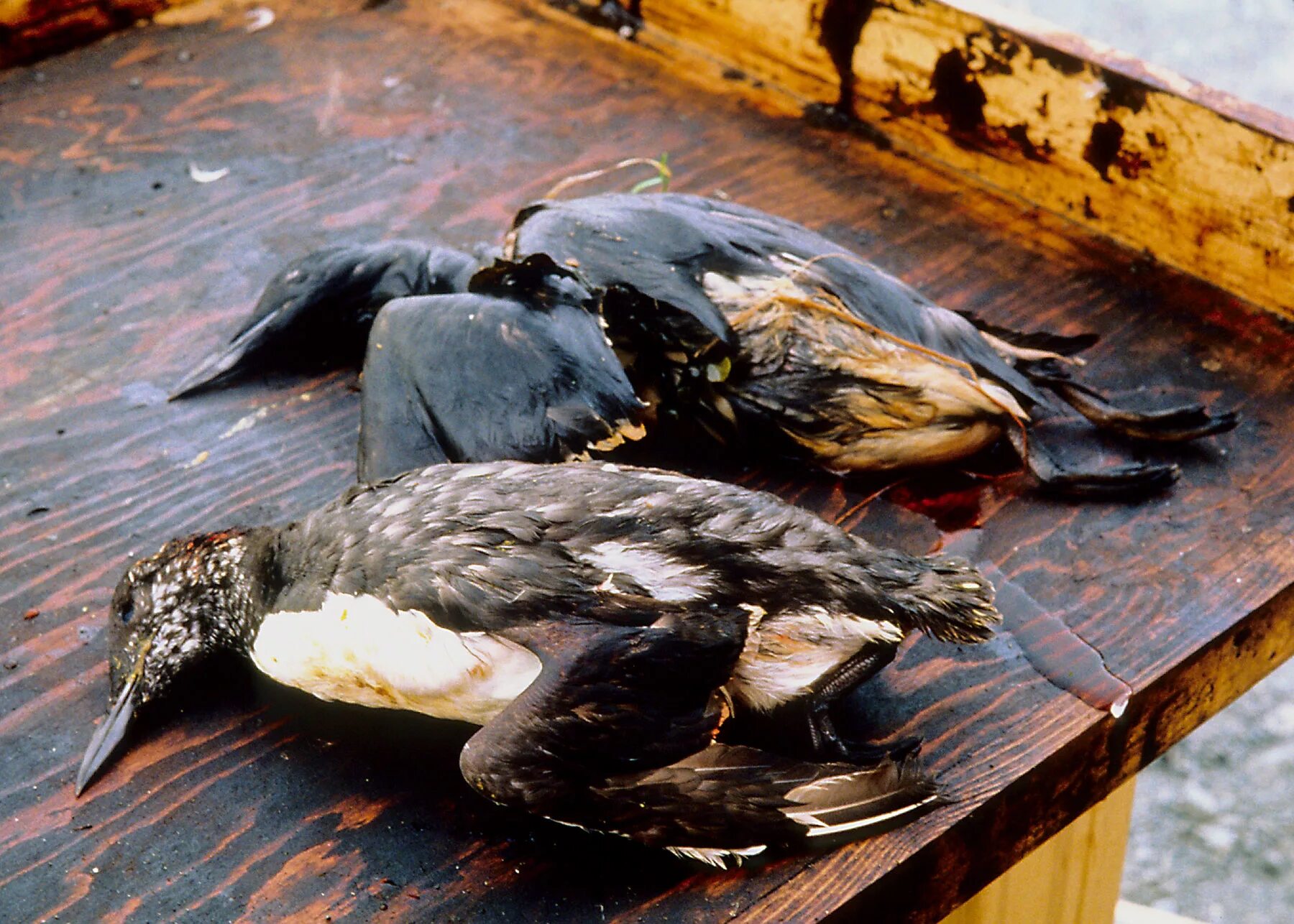 В воде гибнут. Разлив нефти птицы. Загрязнение нефтью птицы. Экологическая катастрофа птицы.