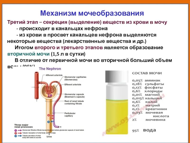 Повышенное выделение мочи. 3 Этап мочеобразования секреция. Механизм образования мочи фазы мочеобразования. Состав секреции мочи. Секреция в процессе мочеобразования это.