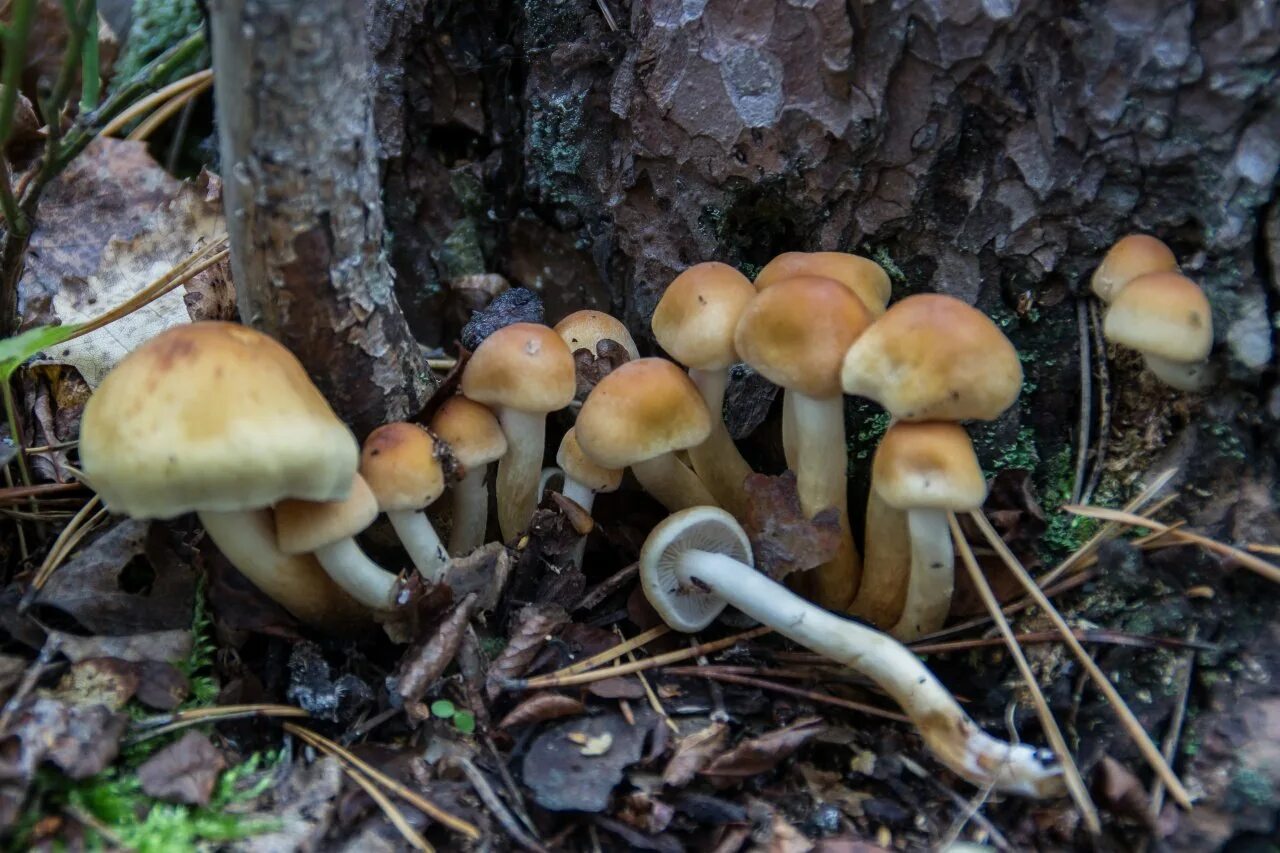 Ложный опенок серопластинчатый. Опенок серопластинчатый Hypholoma. Ложноопенок серопластинчатый (Hypholoma capnoides). Опенок маковый серопластинчатый. Грибы опенок поганка