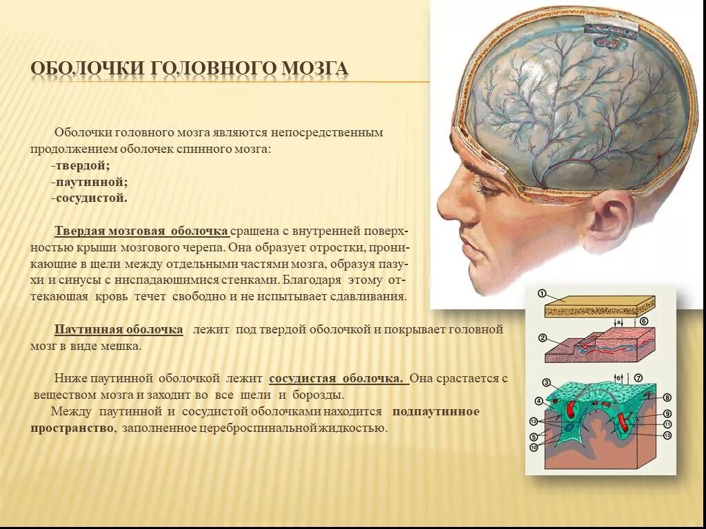 Какие оболочки мозга. Оболочки мозга анатомия. Оболочкb головного мозга. Мозговые оболочки мозга. Строение оболочек головного мозга.